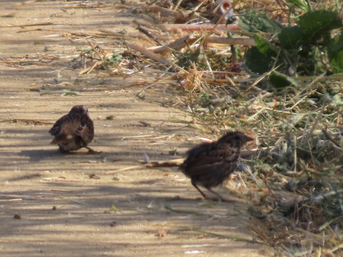 California Towhee - ML622144372