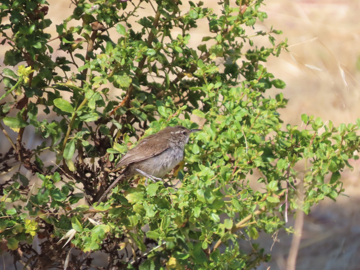 California Towhee - ML622144374