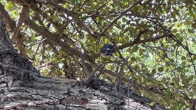 Javan Pied Starling - ML622144414