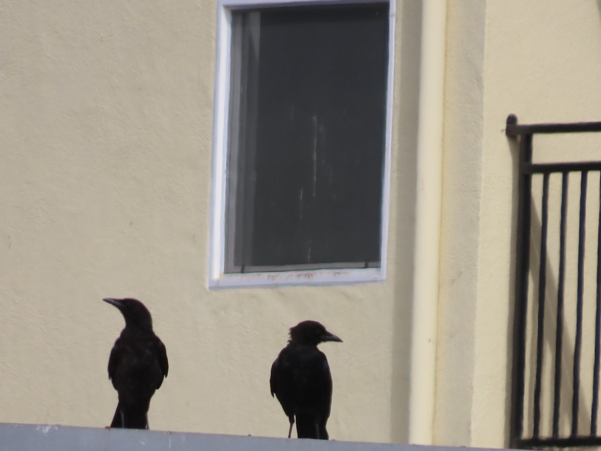 American Crow - ML622144453