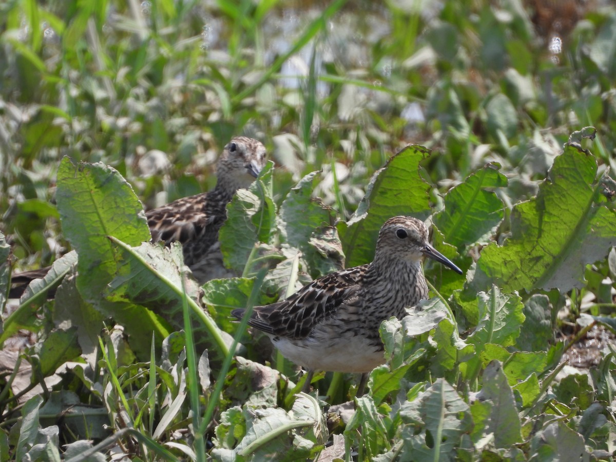 Pectoral Sandpiper - Maria Cohoon