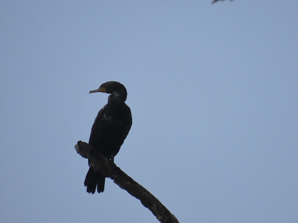 Cormoran à aigrettes - ML622144523