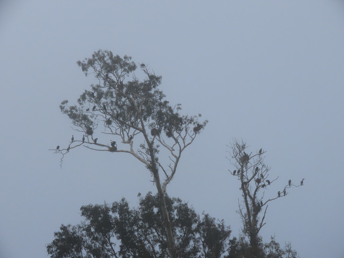 Double-crested Cormorant - Martha Pallin