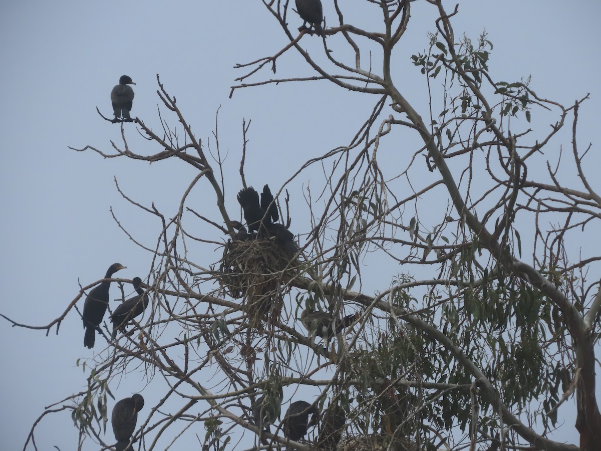 Cormoran à aigrettes - ML622144527