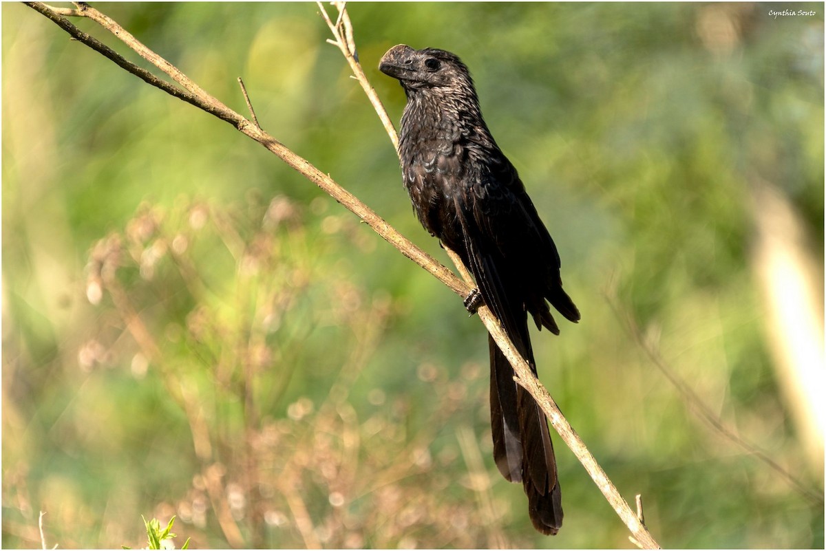 Smooth-billed Ani - ML622144532