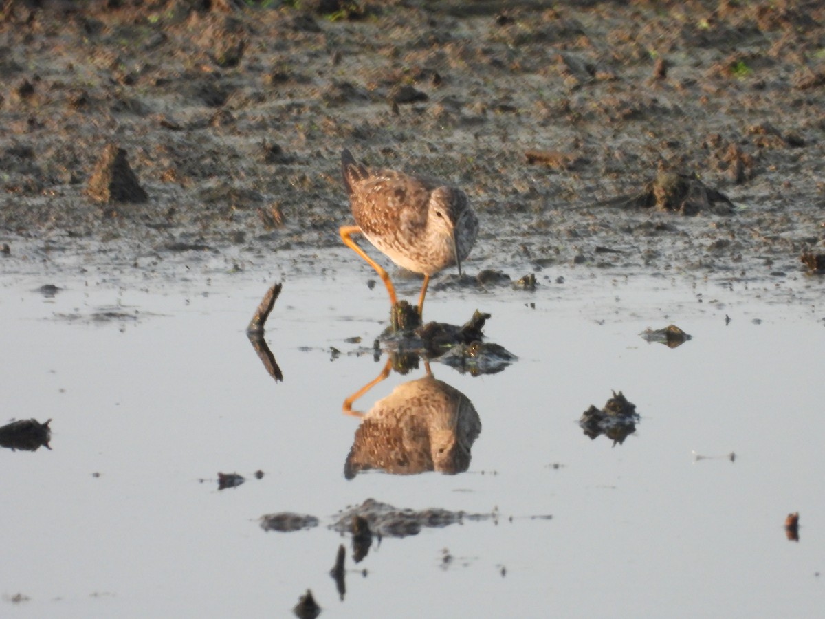 Lesser Yellowlegs - Denis Provencher COHL