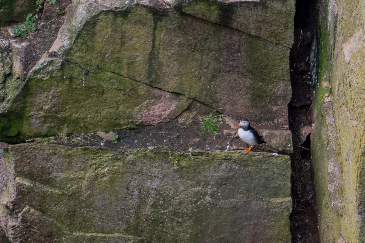 Atlantic Puffin - James Hoagland