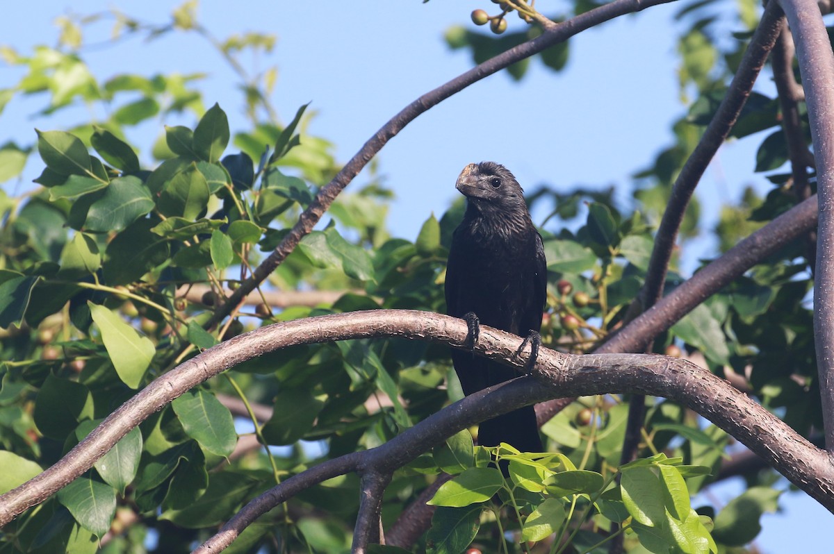 Smooth-billed Ani - ML622144560