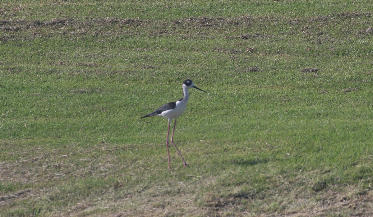 Black-necked Stilt - ML622144575