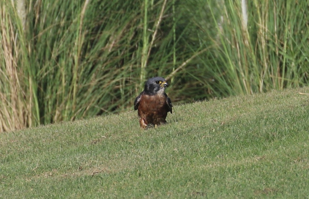 American Kestrel (Cuban) - ML622144585