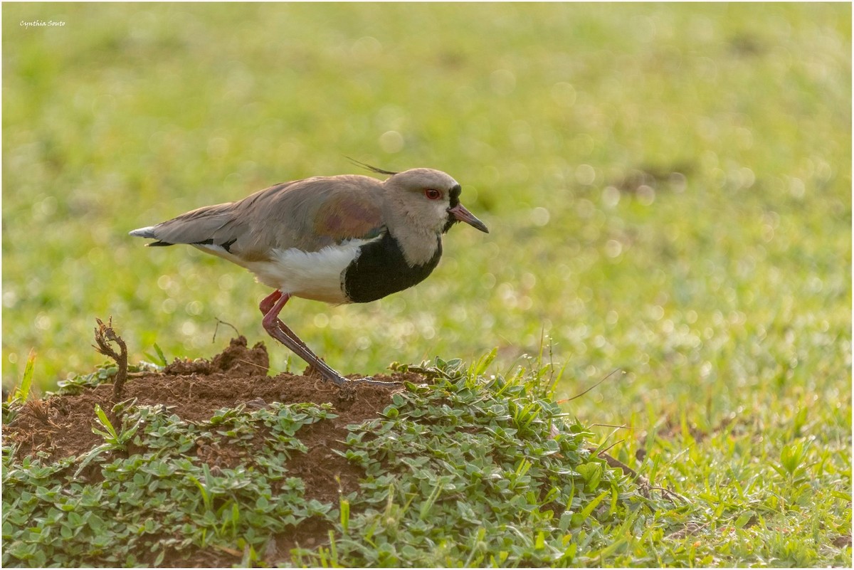 Southern Lapwing - ML622144591