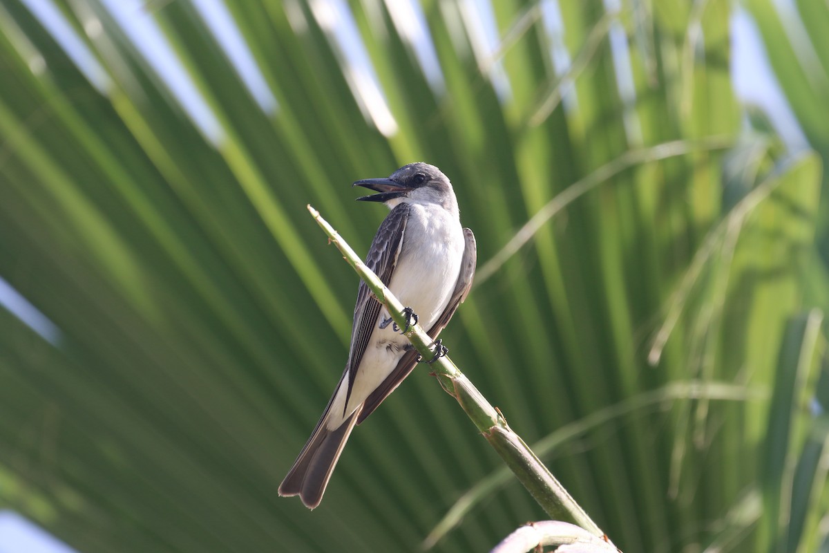 Gray Kingbird - ML622144592