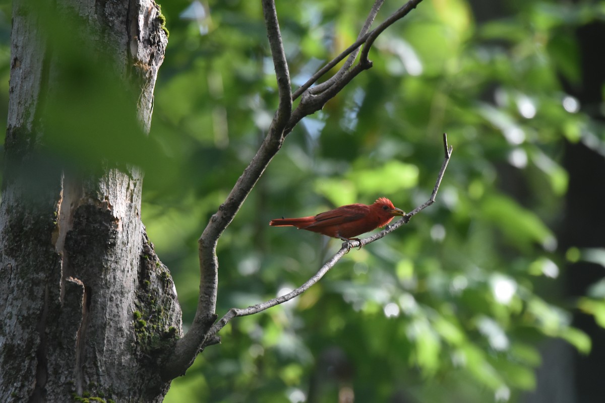 Summer Tanager - Michael Schall