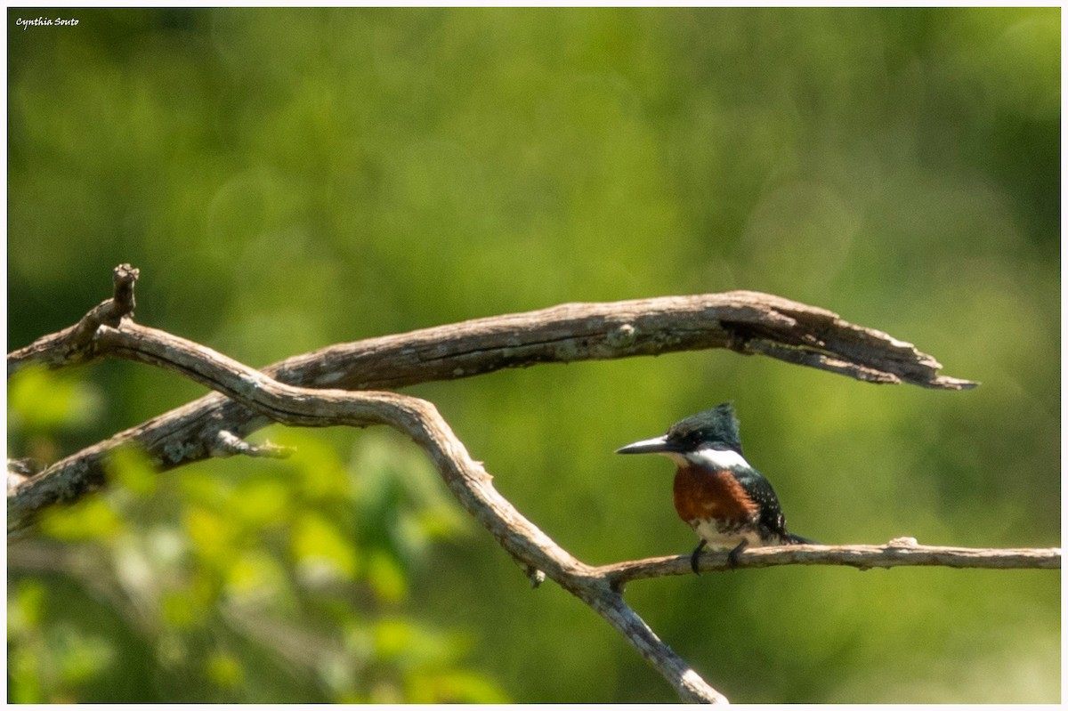 Green Kingfisher - ML622144630