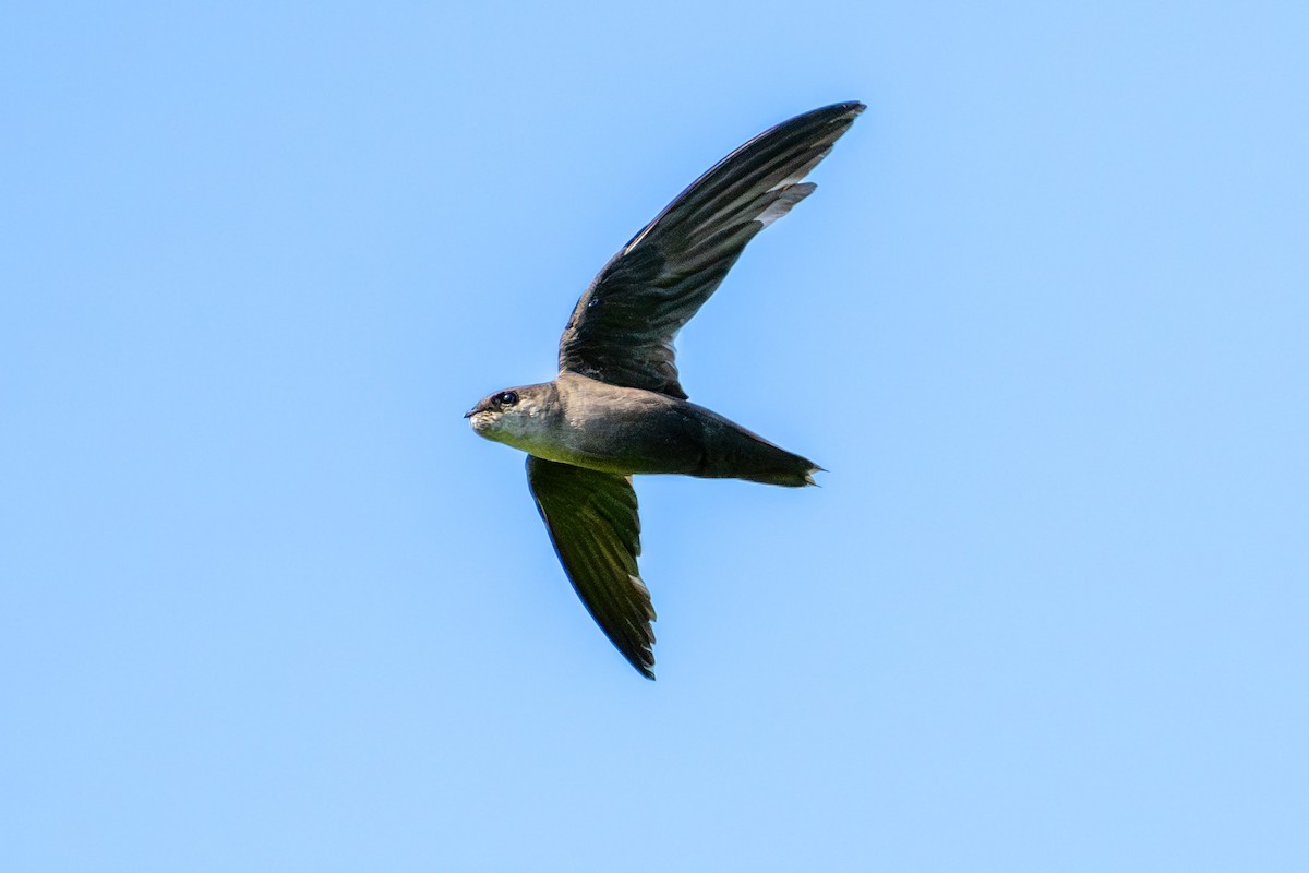 Chimney Swift - ML622144640