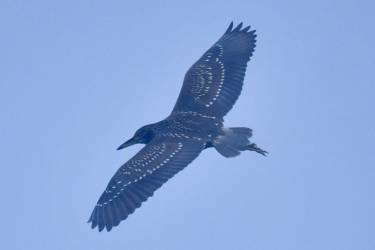 Black-crowned Night Heron - ML622144646