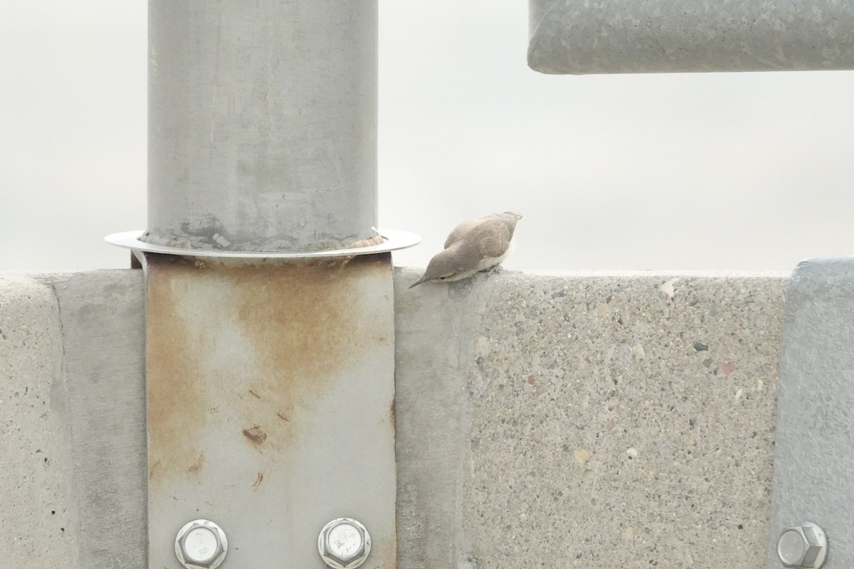 Rock Wren - ML622144657