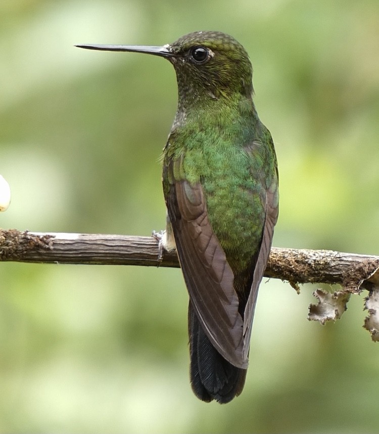 Greenish Puffleg - ML622144669