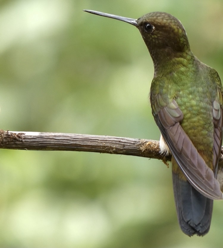 Greenish Puffleg - ML622144670