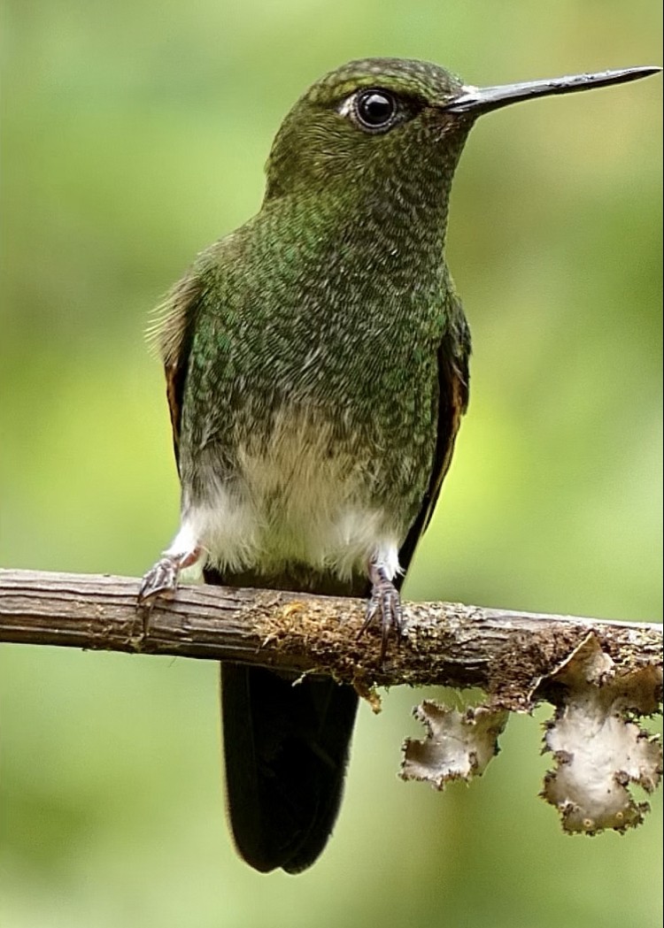 Greenish Puffleg - ML622144672