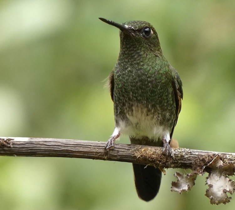 Greenish Puffleg - ML622144674