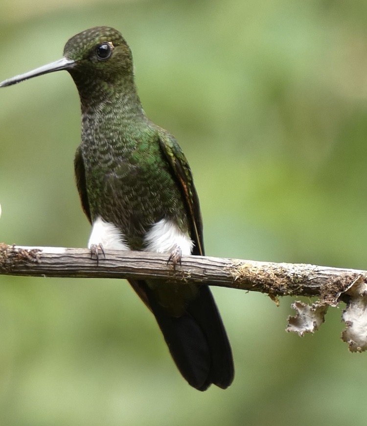 Greenish Puffleg - ML622144676