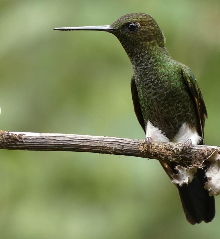 Greenish Puffleg - ML622144677