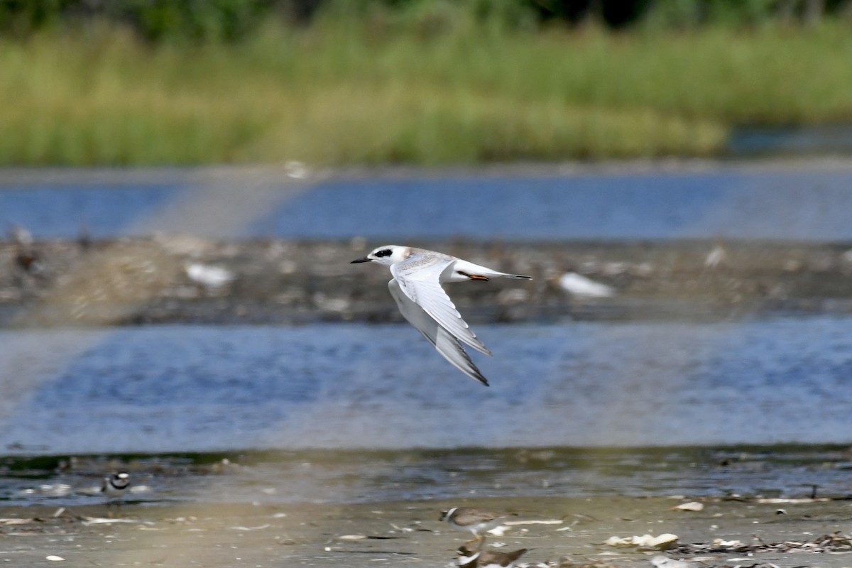 Forster's Tern - ML622144679