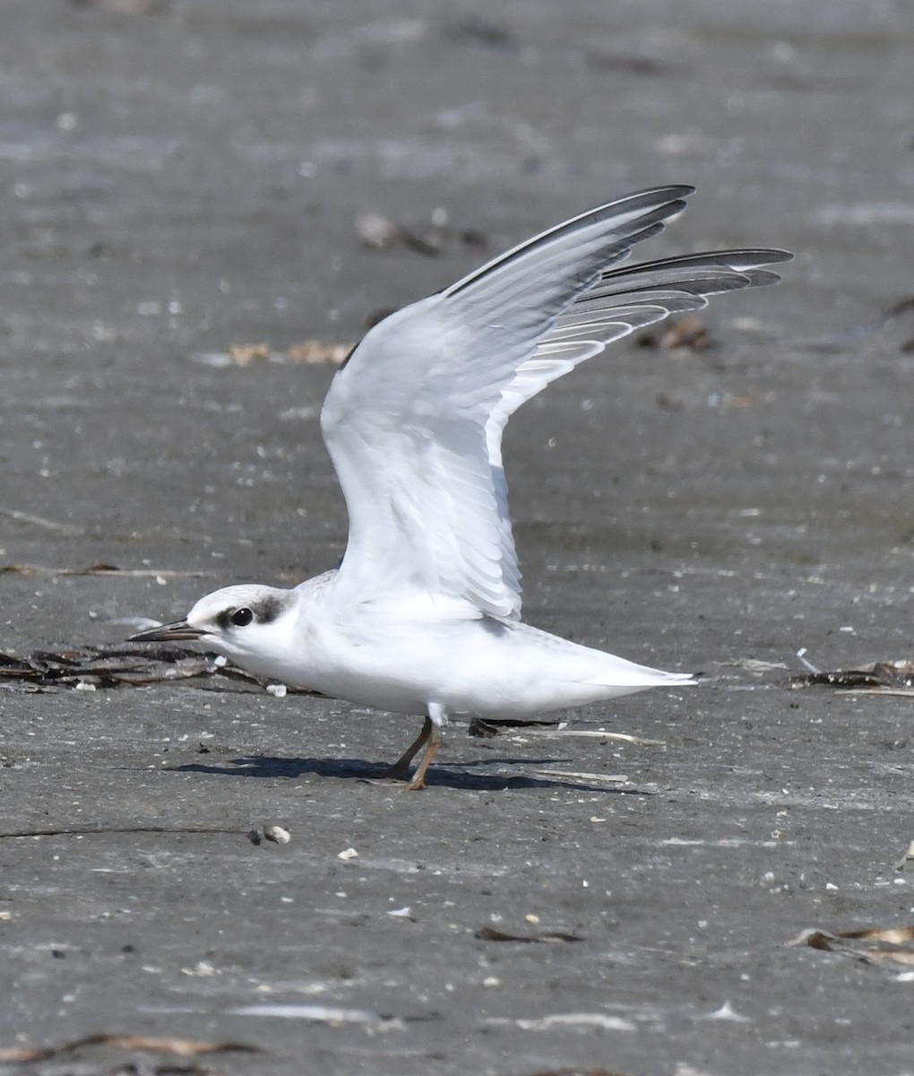 Least Tern - ML622144683