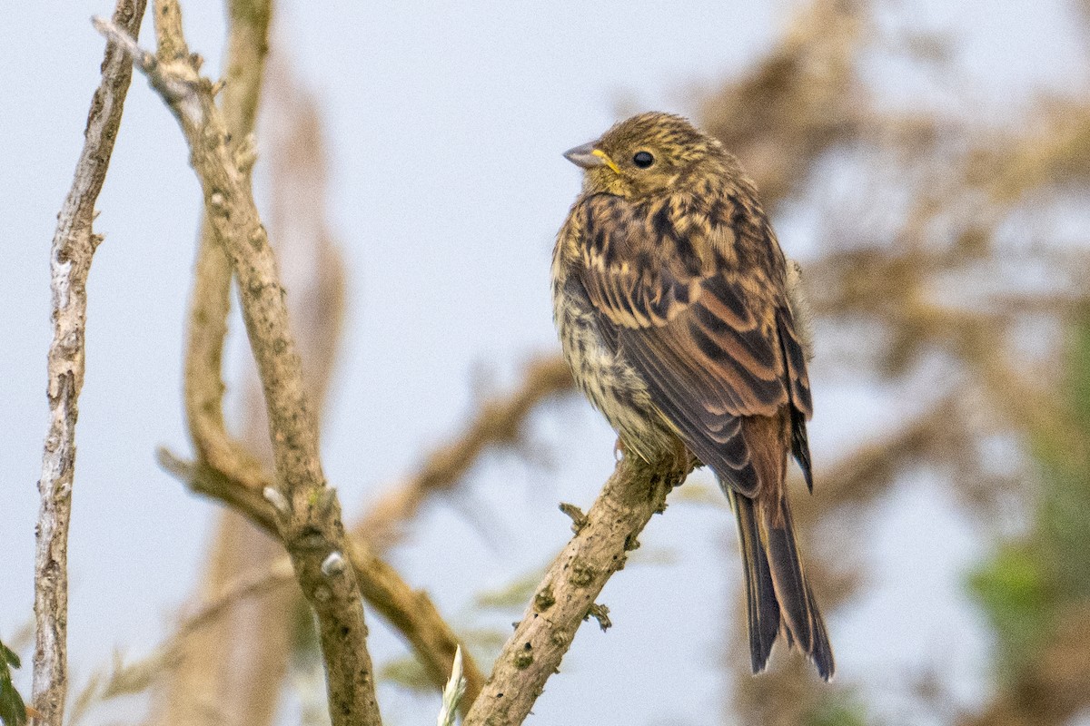 Yellowhammer - ML622144684