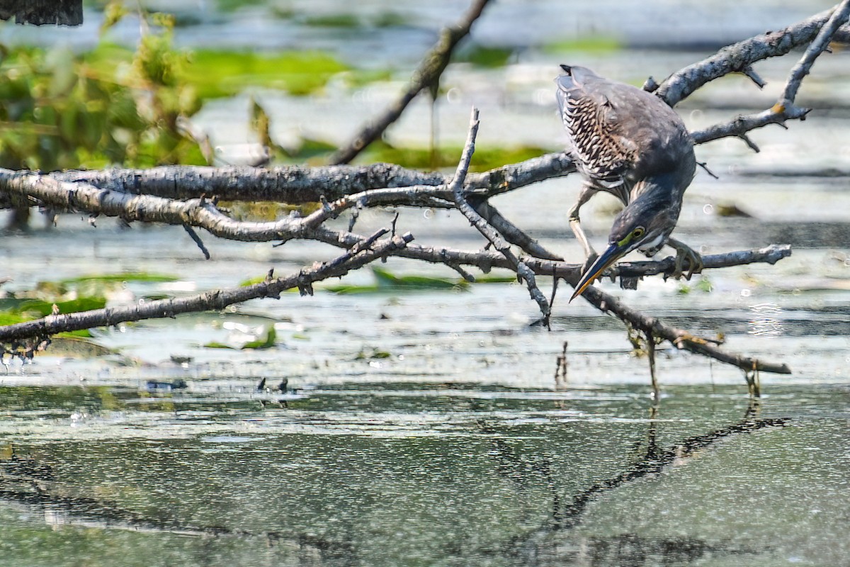 Green Heron - ML622144685