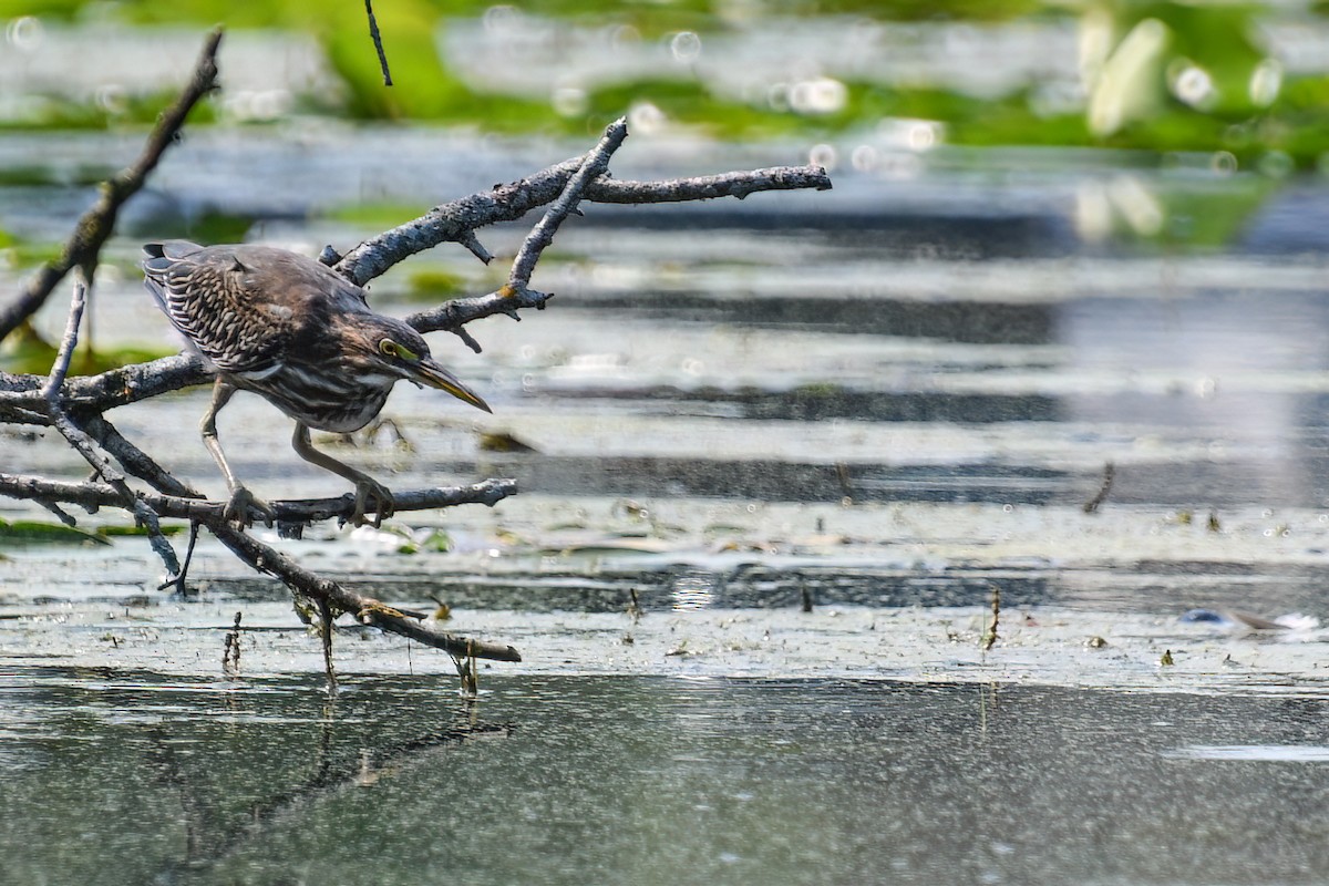 Green Heron - ML622144686