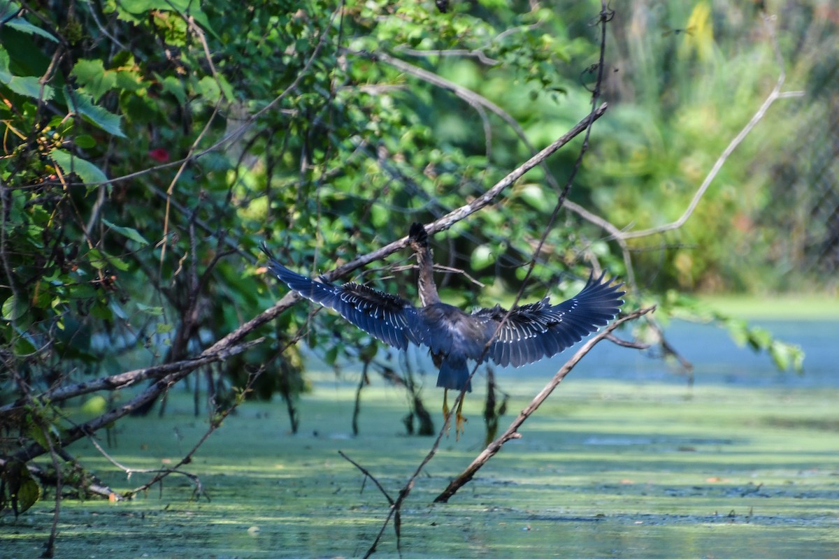 Green Heron - ML622144687