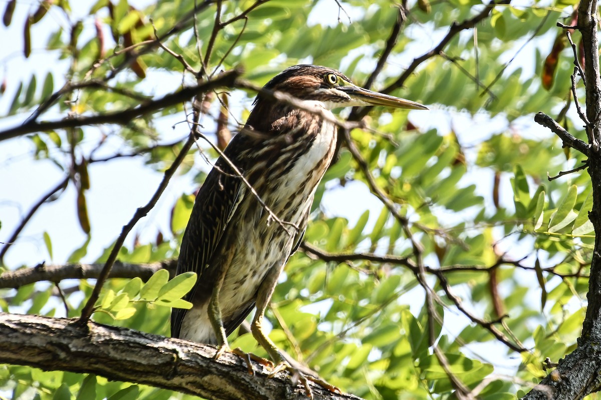 Green Heron - ML622144688