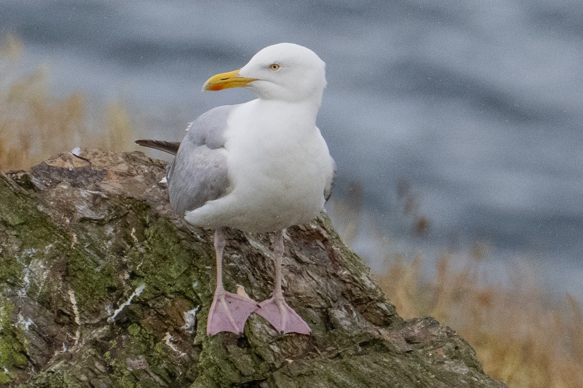 Herring Gull - ML622144689