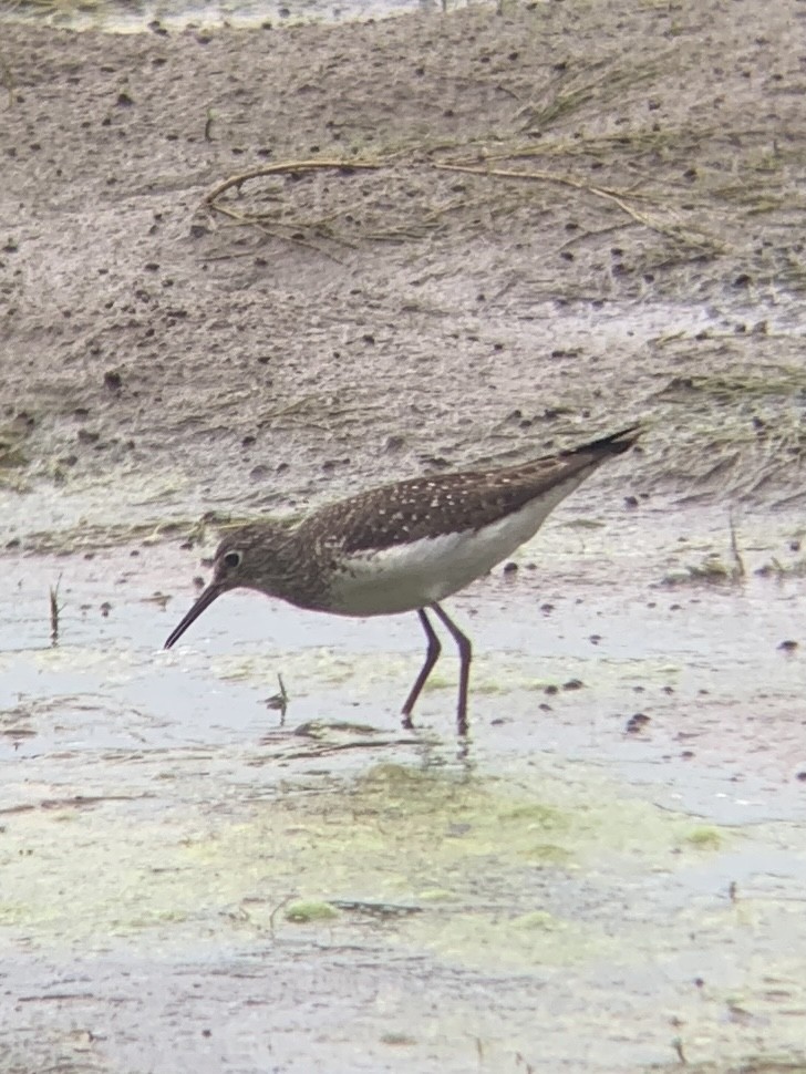 Solitary Sandpiper - ML622144690