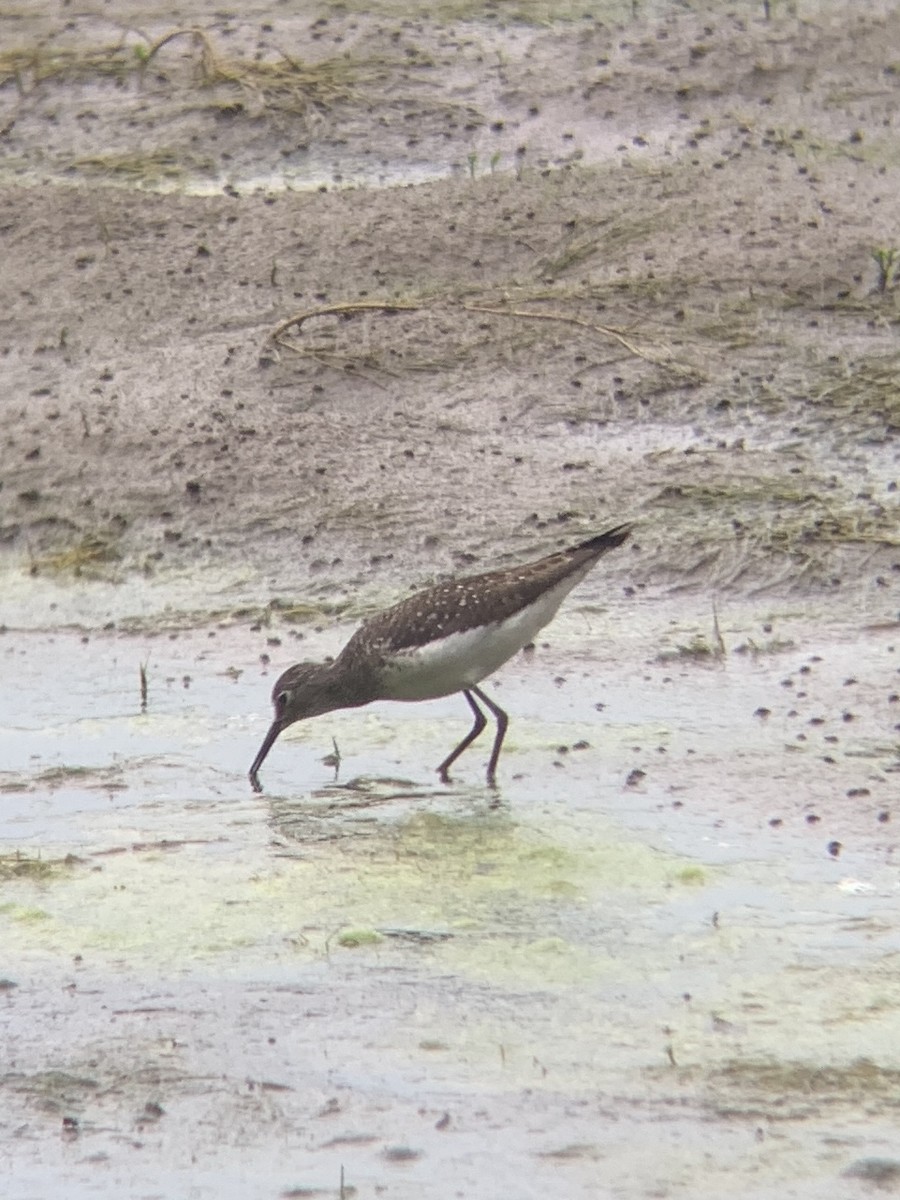 Solitary Sandpiper - ML622144691