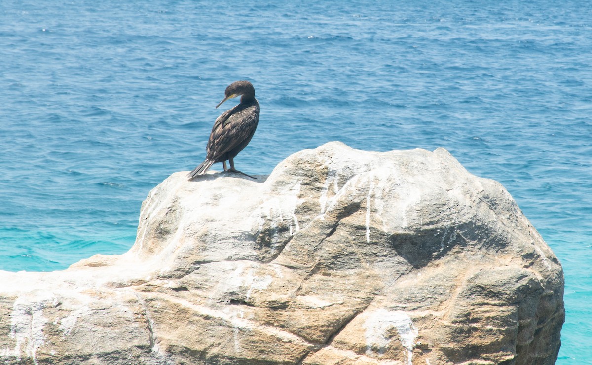 European Shag (Mediterranean) - ML622144693