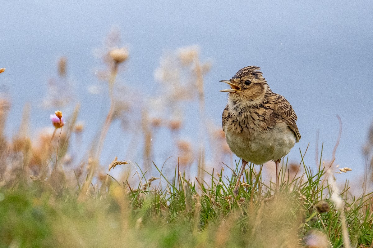 Eurasian Skylark - ML622144696