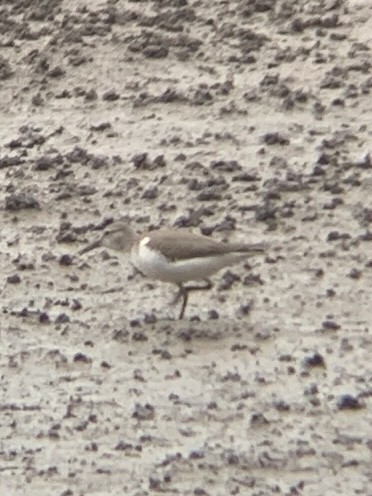 Spotted Sandpiper - ML622144698