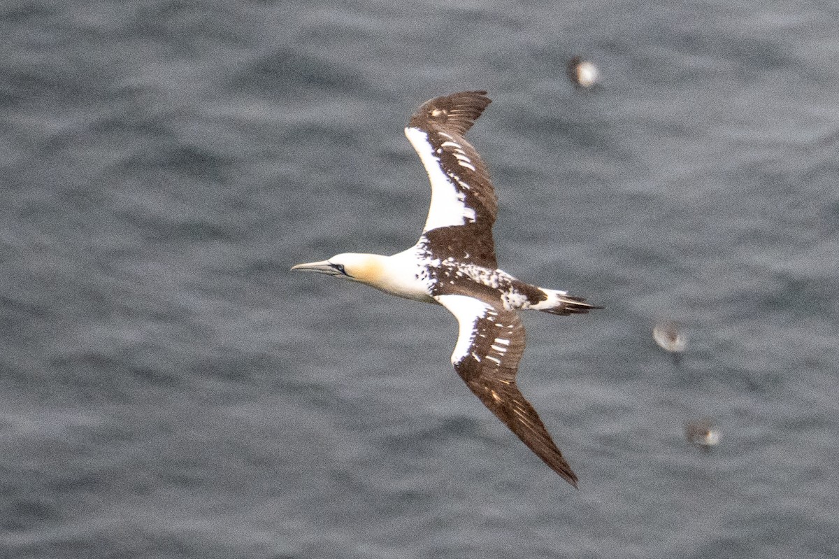 Northern Gannet - James Hoagland