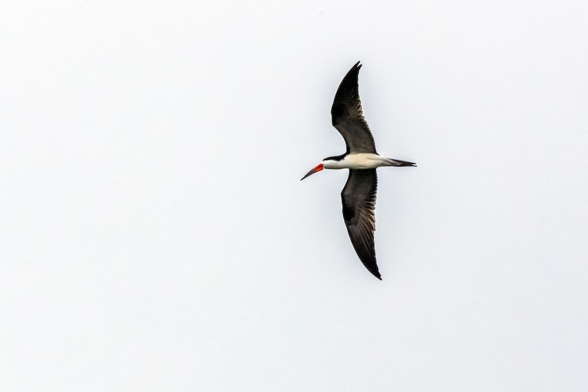 Black Skimmer - ML622144704