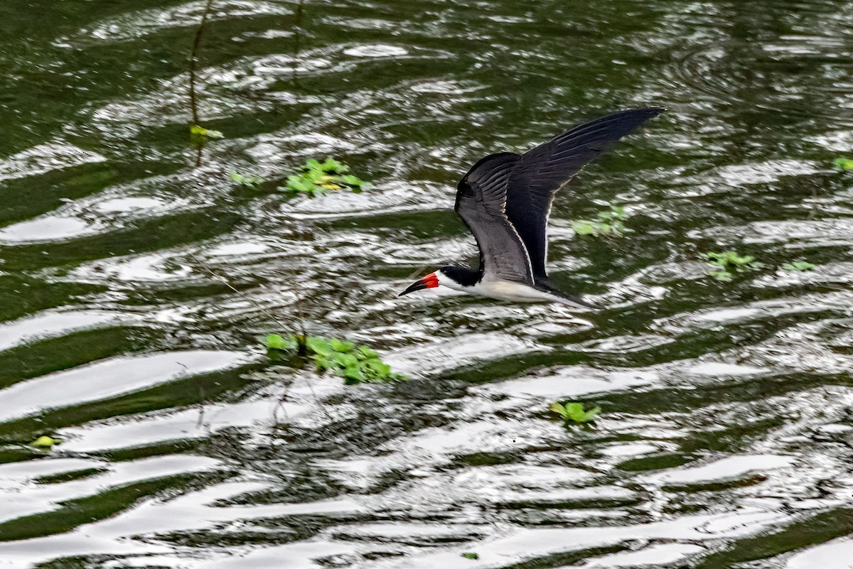 Black Skimmer - ML622144705