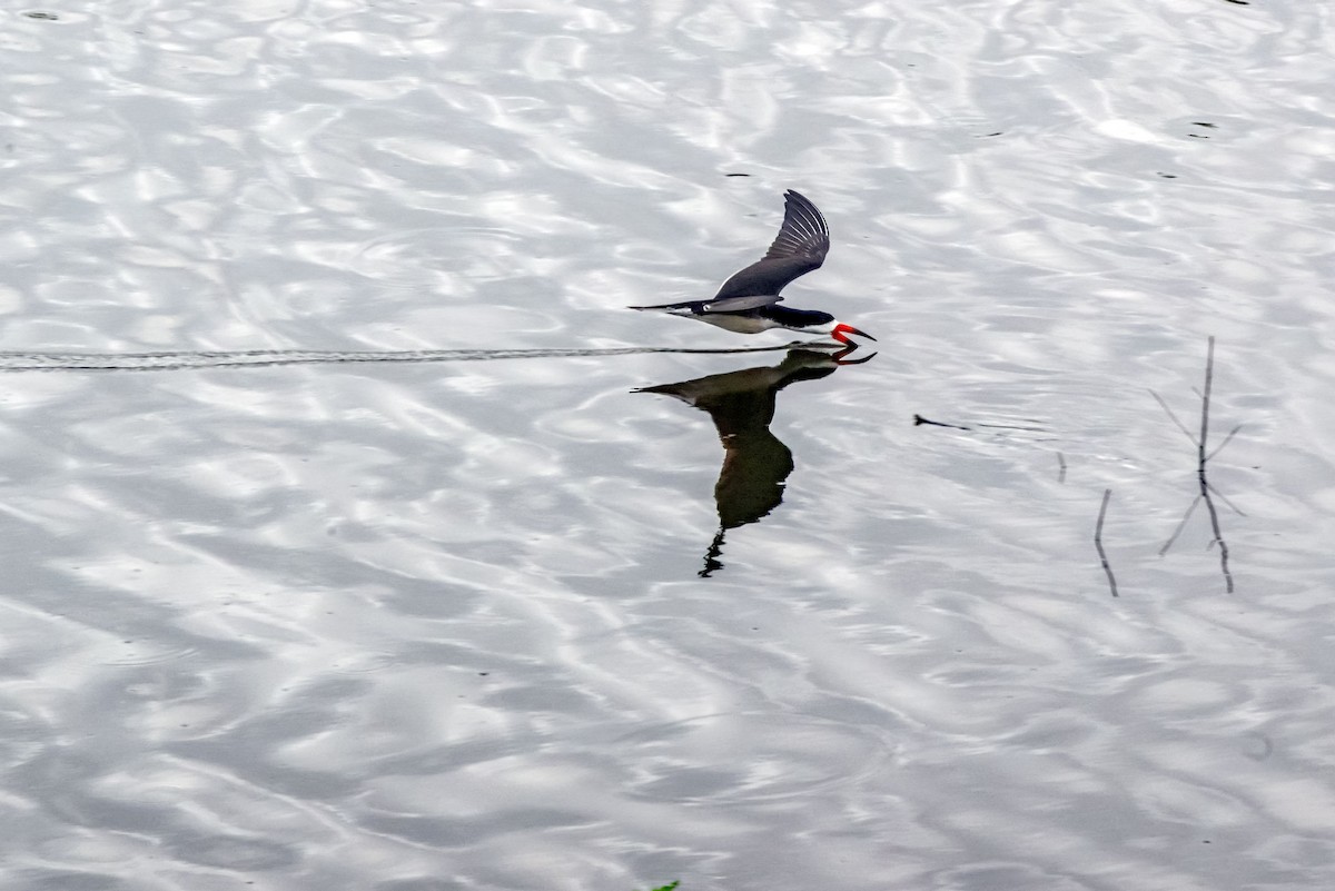 Black Skimmer - ML622144706