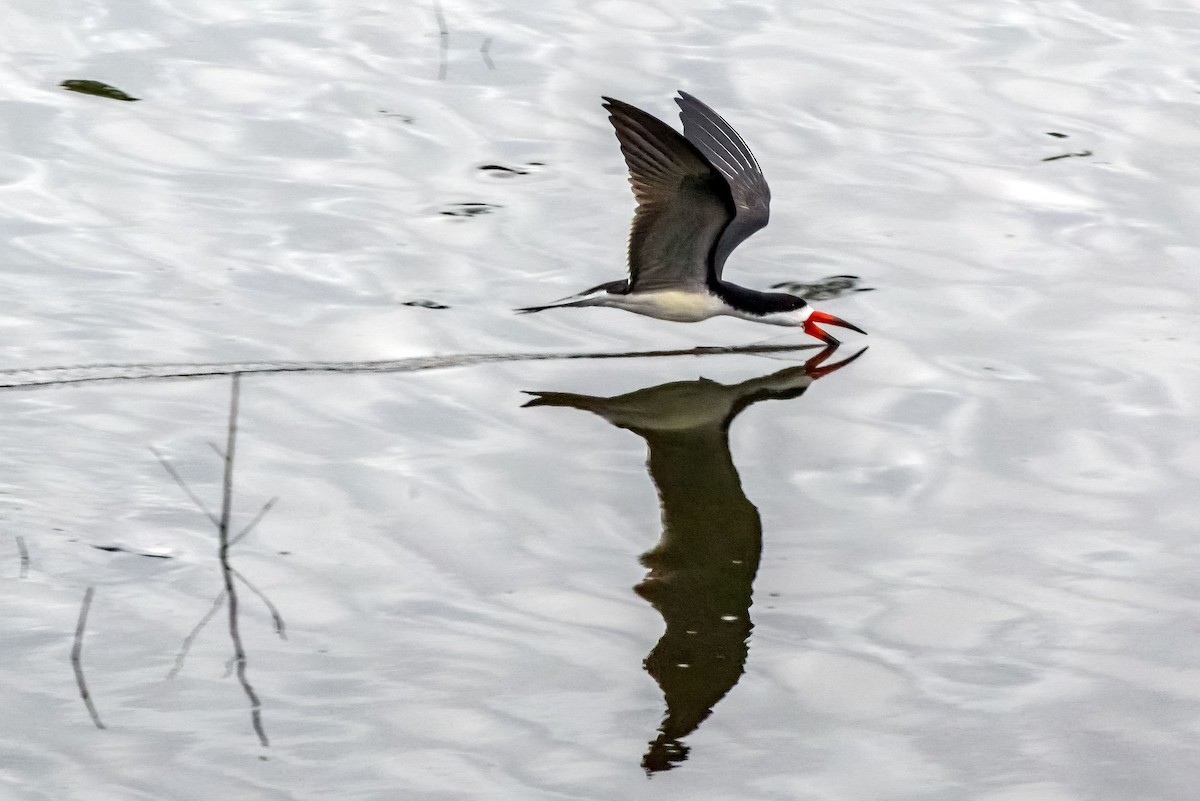 Black Skimmer - ML622144707