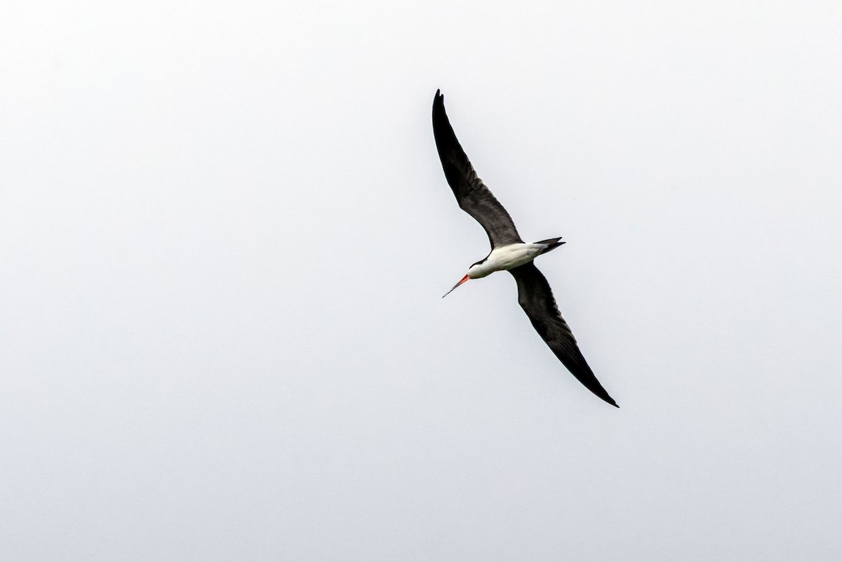 Black Skimmer - ML622144709