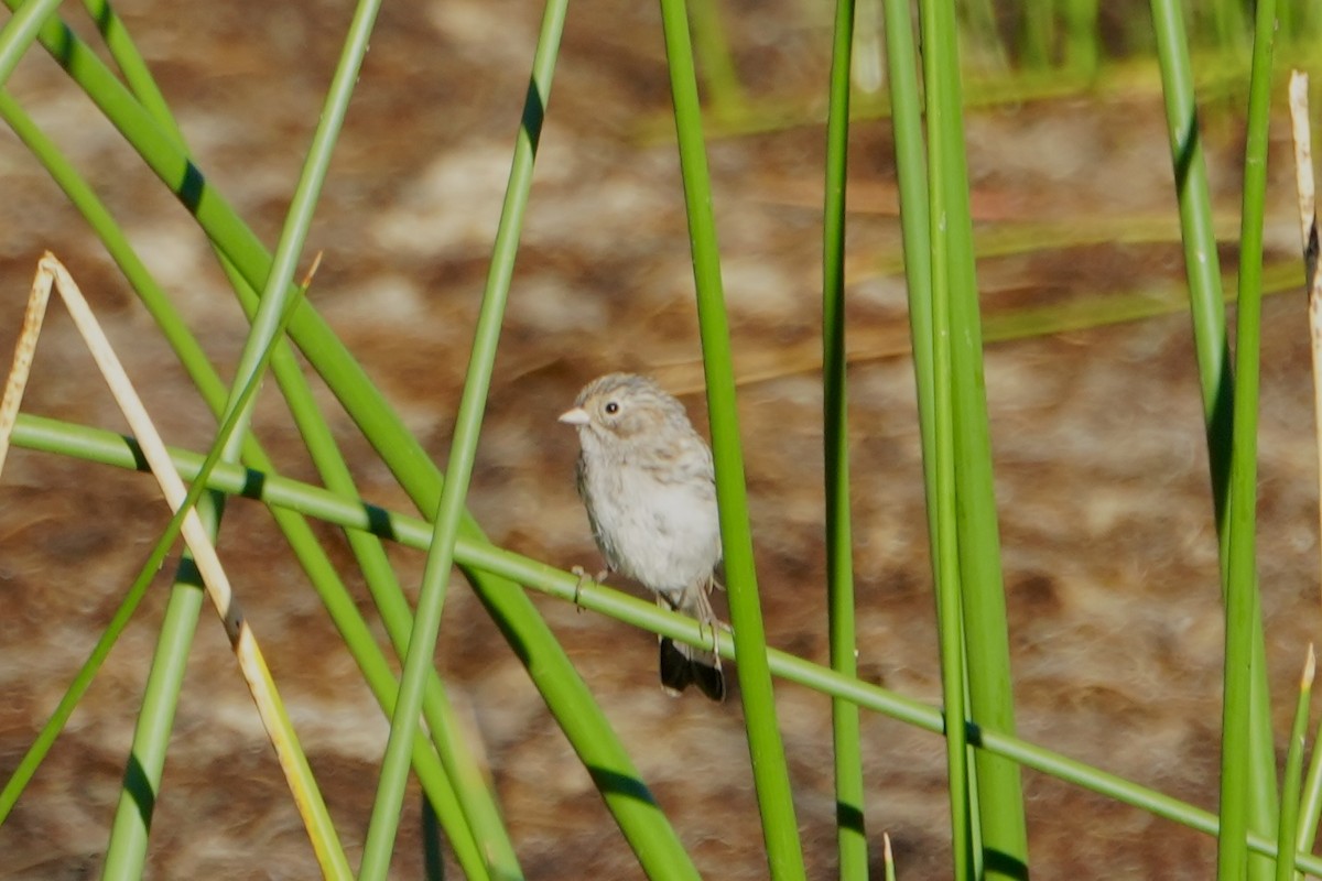 Brewer's Sparrow - ML622144710