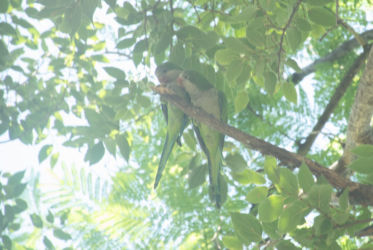 Monk Parakeet - ML622144713