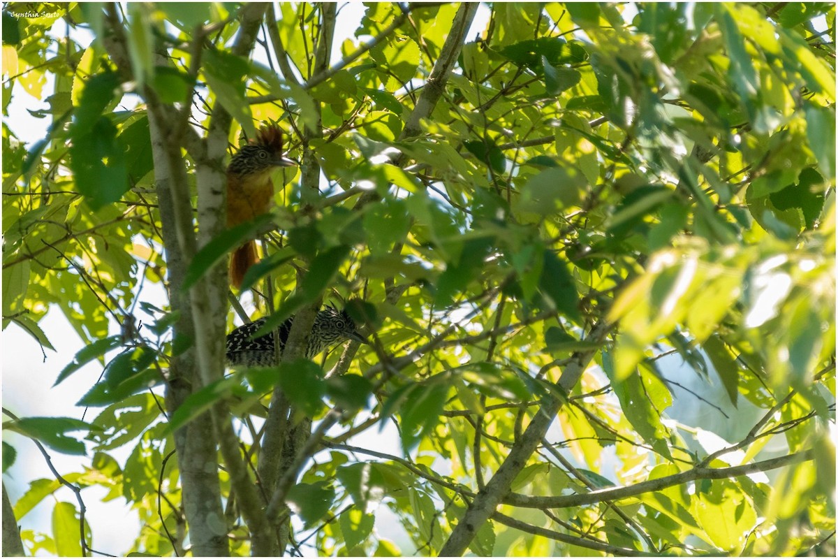 Barred Antshrike - ML622144764