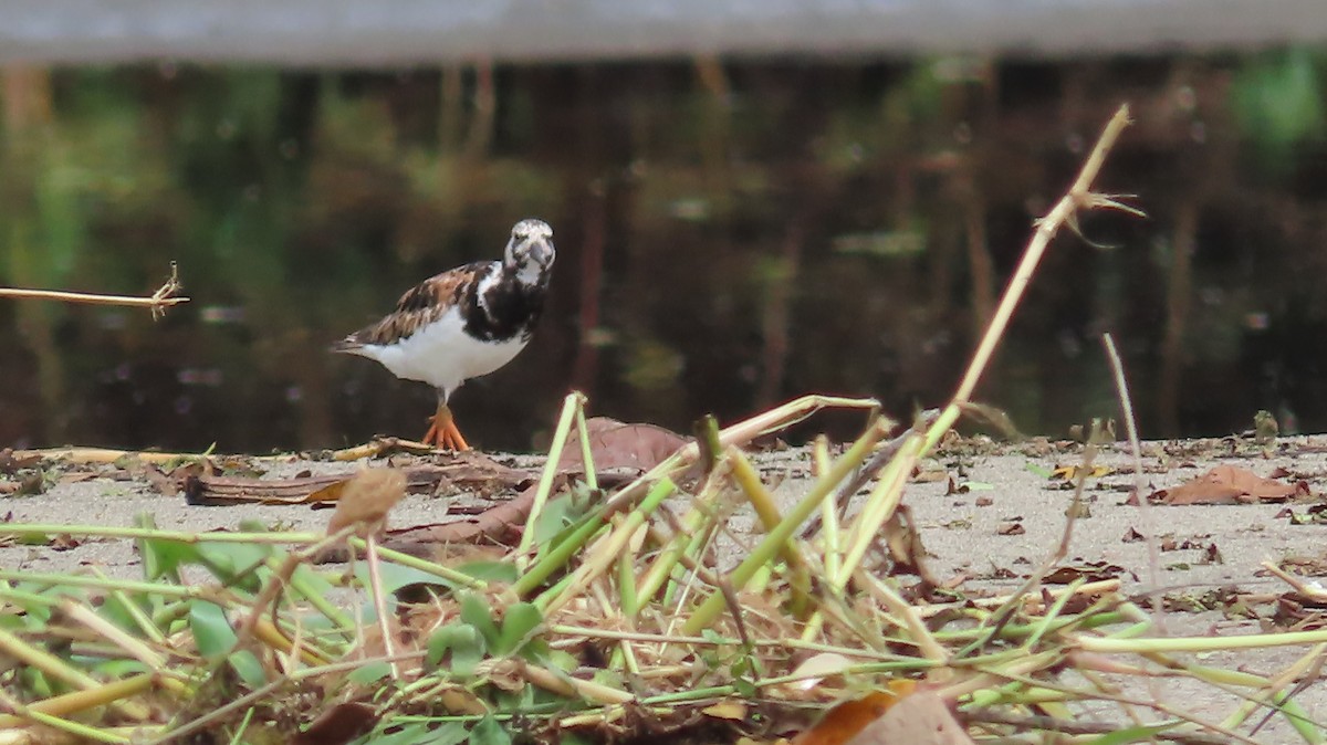 Ruddy Turnstone - ML622144769